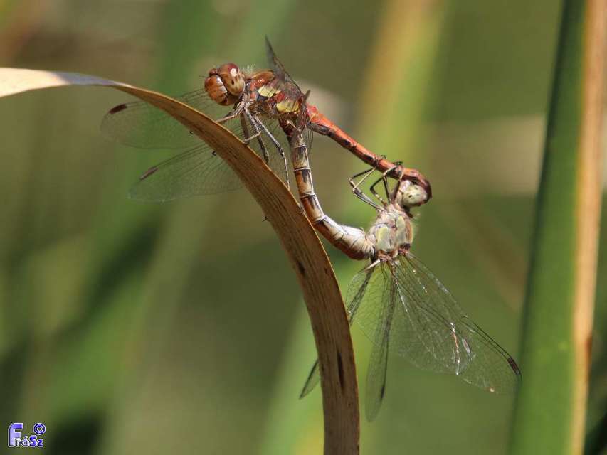 Sympetrum striolatum - harántsávos katona-szitakötő