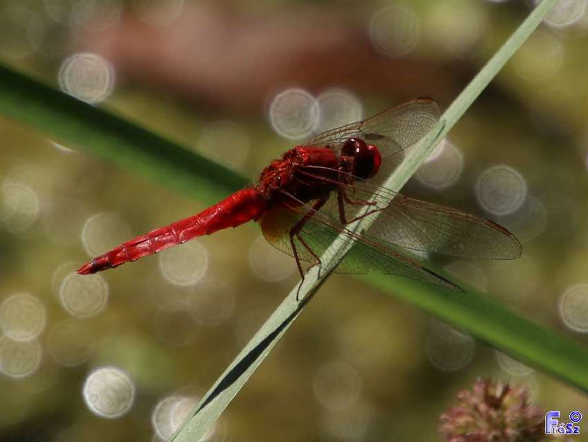 Crocothemis erythraea - skarlát szitakötő