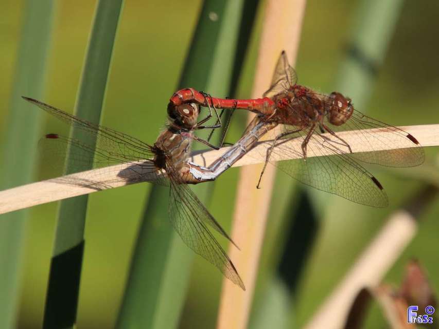 Sympetrum vulgatum - barkós katona-szitakötő