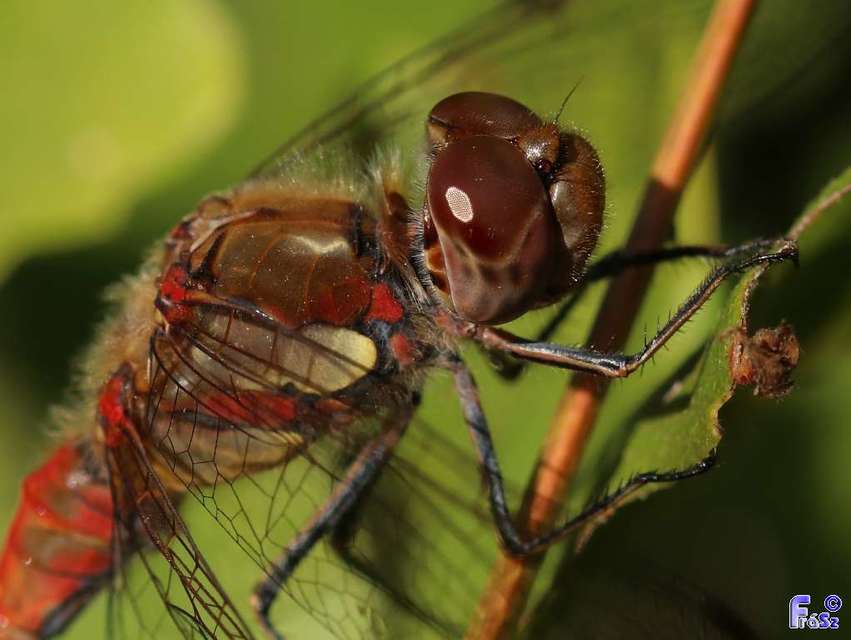Sympetrum striolatum - harántsávos katona-szitakötő