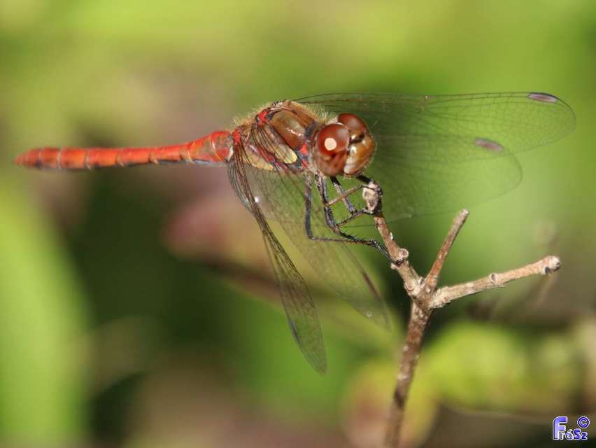 Sympetrum striolatum - harántsávos katona-szitakötő
