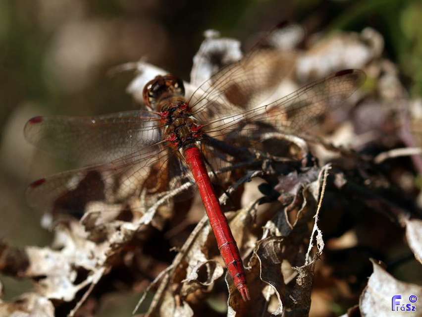 Sympetrum vulgatum - barkós katona-szitakötő