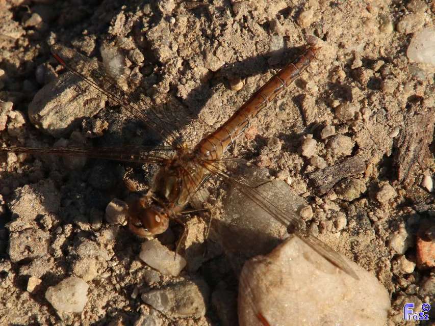 Sympetrum vulgatum - barkós katona-szitakötő