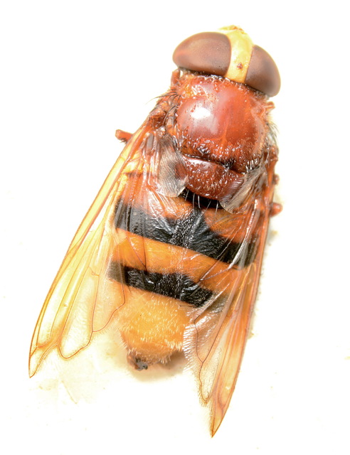 Volucella zonaria - kétöves pihelégy