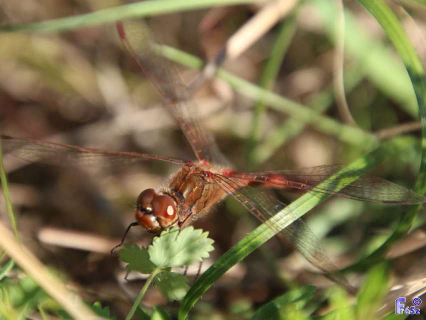 Sympetrum vulgatum - barkós katona-szitakötő