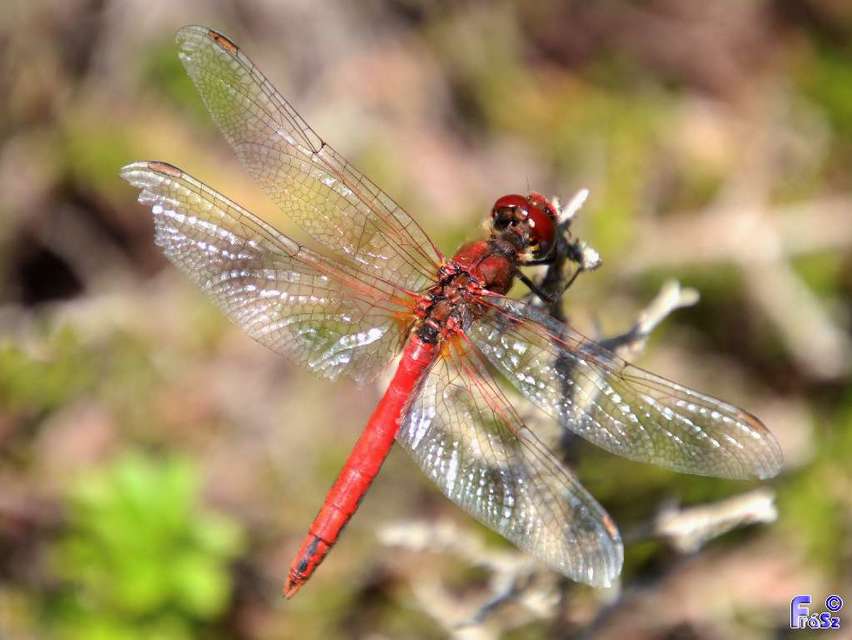 Sympetrum fonscolombii - vándor katona-szitakötő