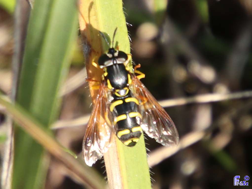 Chrysotoxum elegans - hegyvidéki öveslégy