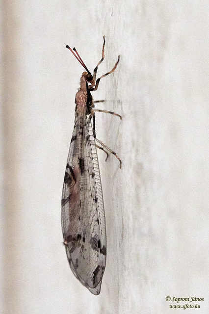 Dendroleon pantherinus - párducfoltos hangyaleső