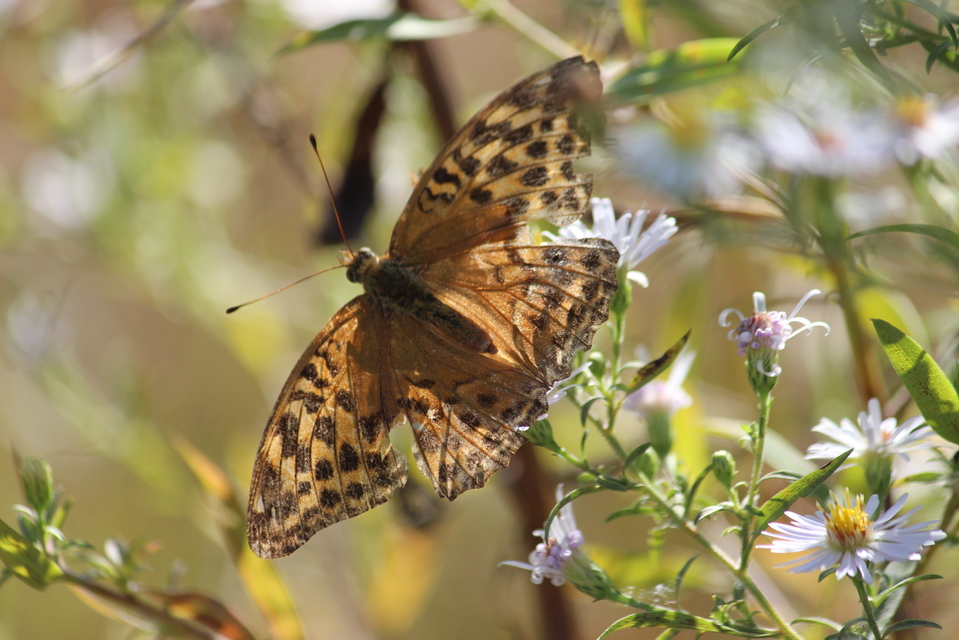 Argynnis paphia - nagy gyöngyházlepke