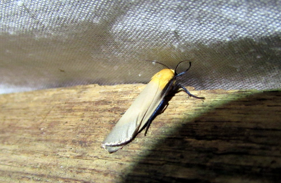 Lithosia quadra - négypettyes zuzmószövő