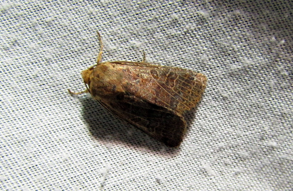 Anchoscelis nitida - rozsdabarna őszibagoly