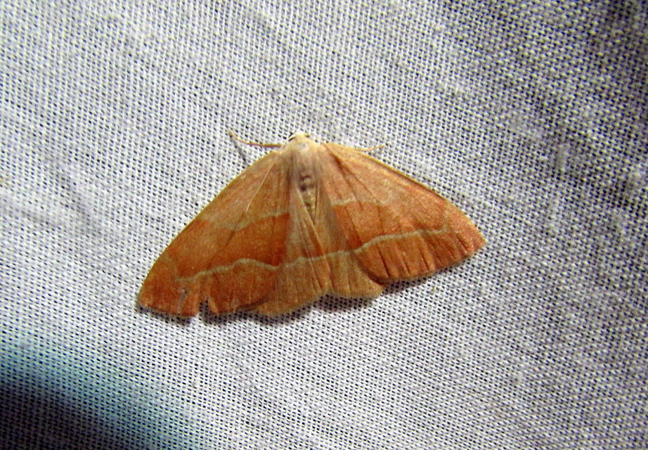 Hylaea fasciaria - erdeifenyő-sávosaraszoló