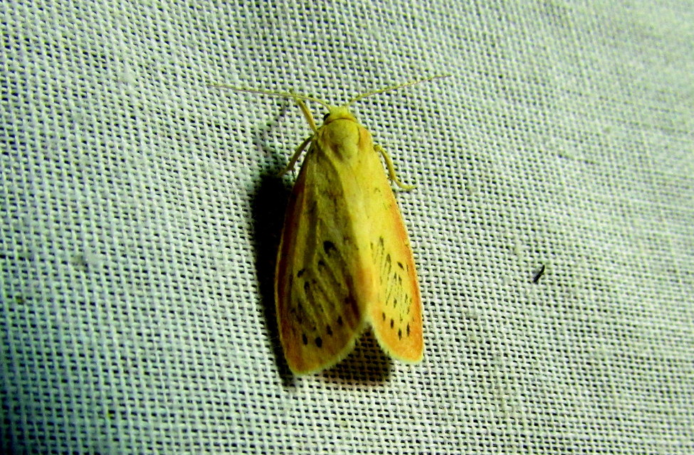 Miltochrista miniata - piros medvelepke