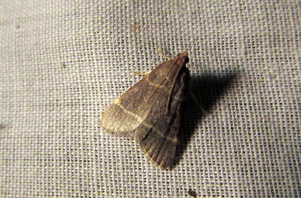 Hypsopygia glaucinalis - rezes fényilonca