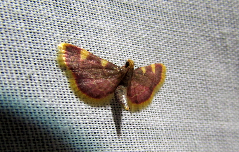 Hypsopygia costalis - szénailonca