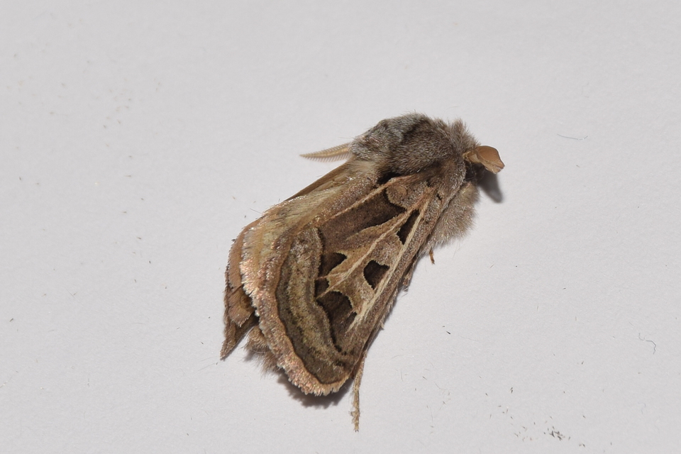 Episema glaucina - fogasjegyű liliombagoly