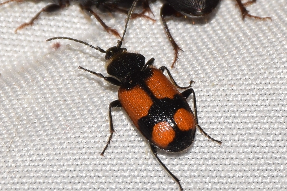Panagaeus cruxmajor - nagy keresztesfutó