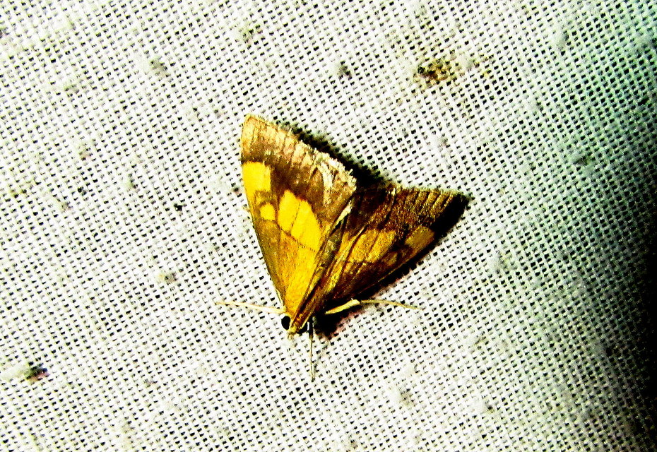 Evergestis limbata - közönséges dudvamoly
