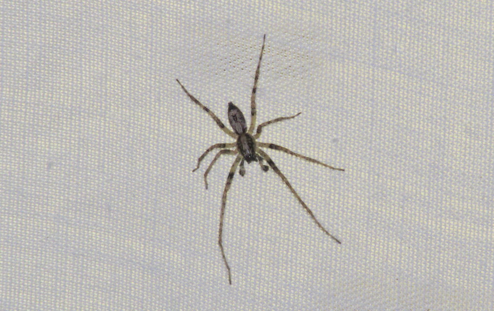 Anyphaena accentuata - jegyespók