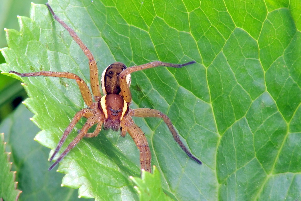 Dolomedes fimbriatus - szegélyes vidrapók