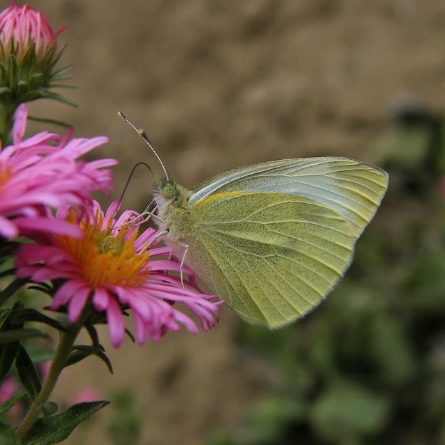 Pieris rapae - répalepke
