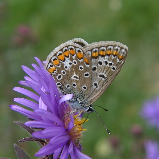Polyommatus icarus - közönséges boglárka
