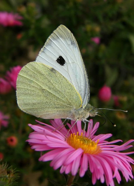 Pieris brassicae - káposztalepke
