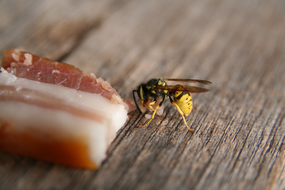 Vespula germanica - német darázs