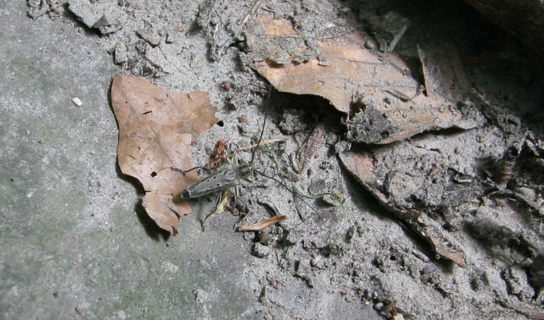 Saperda punctata - pettyes szilcincér Saperda punctata - pettyes szilcincér