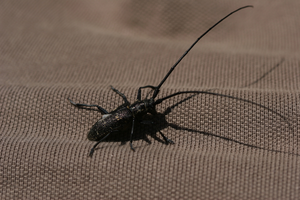 Monochamus galloprovincialis pistor - foltos fenyvescincér