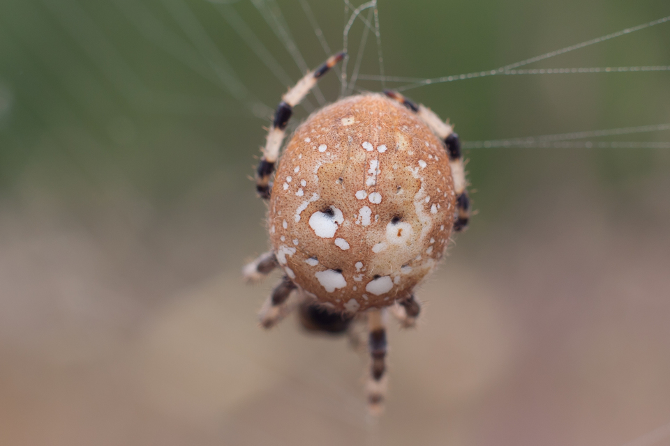 Araneus quadratus - négyes keresztespók