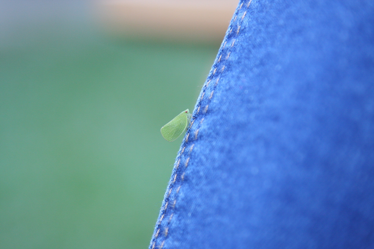 Acanalonia conica - élénkzöld lepkekabóca