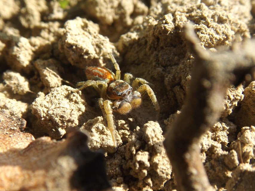 Marpissa radiata - sugaras ugrópók