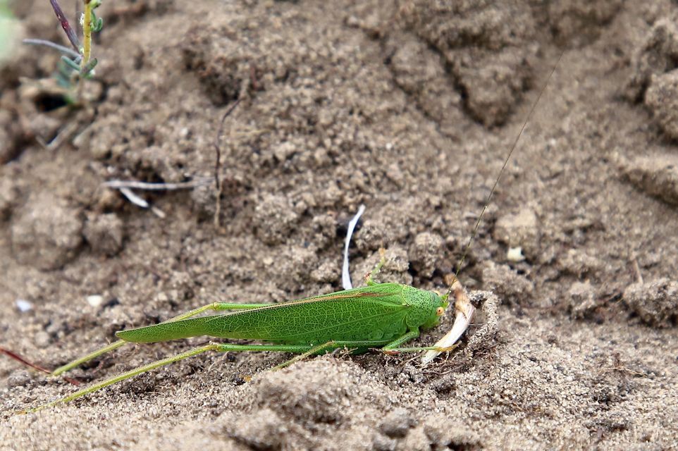 Phaneroptera nana - pontozott repülőszöcske