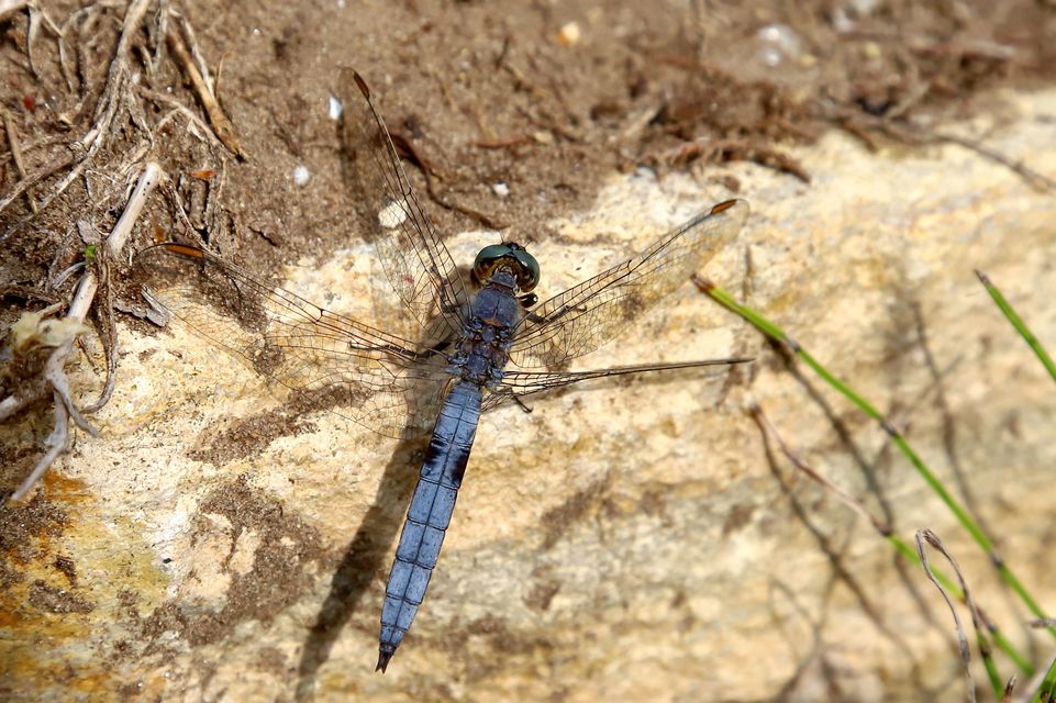 Orthetrum coerulescens - karcsú pásztorszitakötő