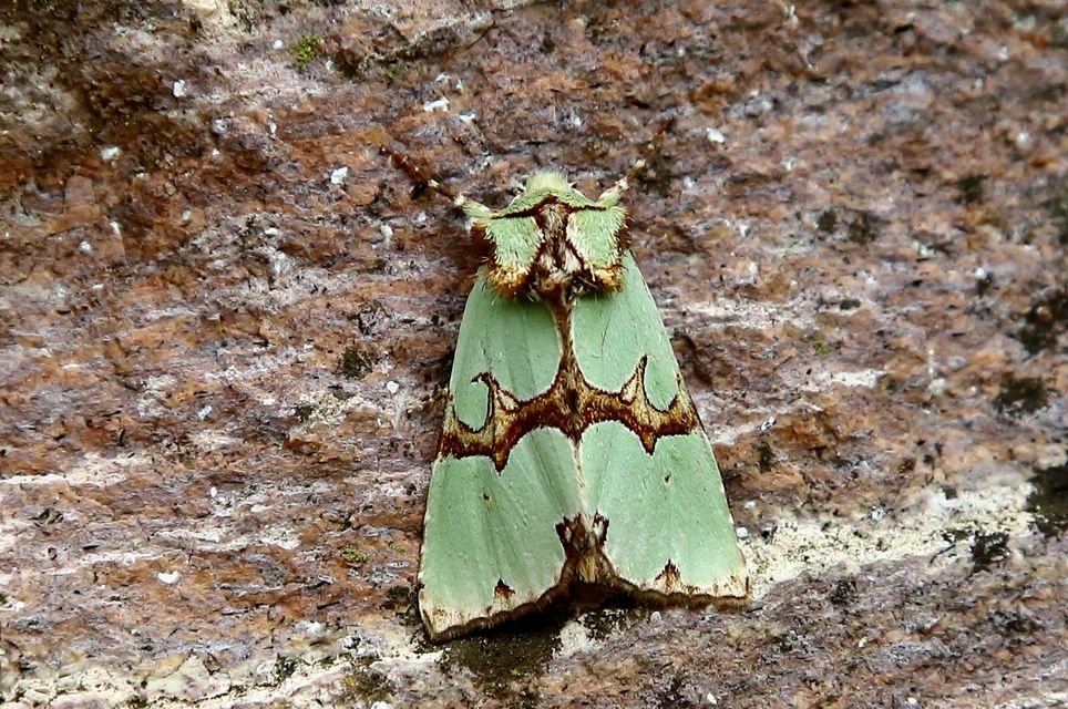 Staurophora celsia - buckabagoly