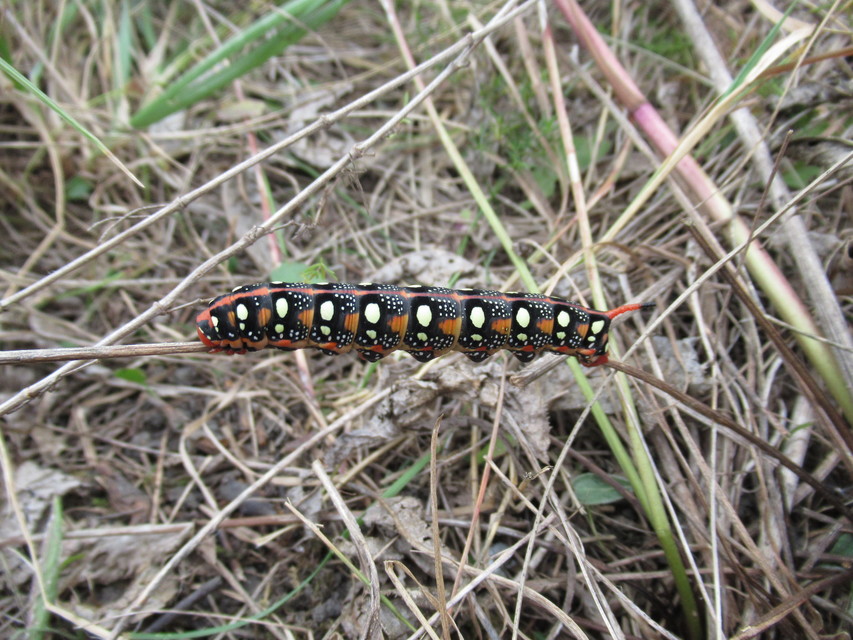 Hyles euphorbiae - kutyatejszender