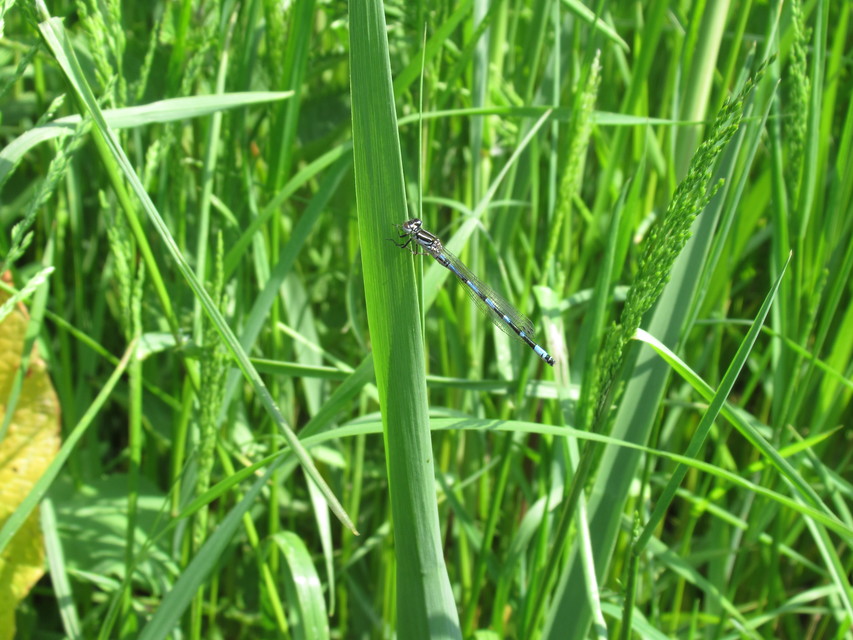 Coenagrion ornatum - díszes légivadász