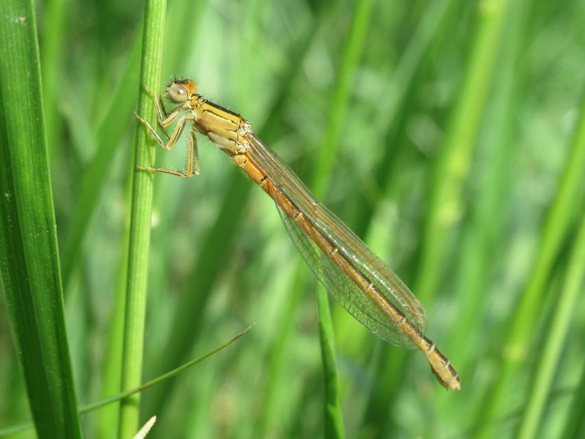 Ischnura pumilio - apró légivadász
