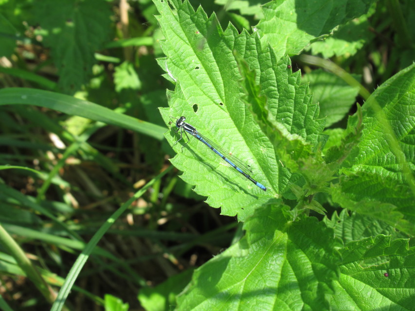 Coenagrion puella - azúrkék légivadász