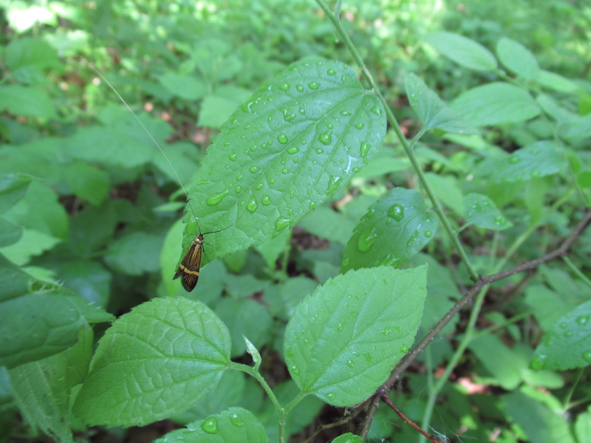 Nemophora degeerella - pompás tőrösmoly