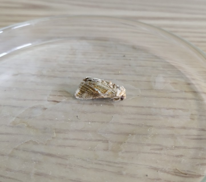 Chrysodeixis chalcites - déli aranybagoly