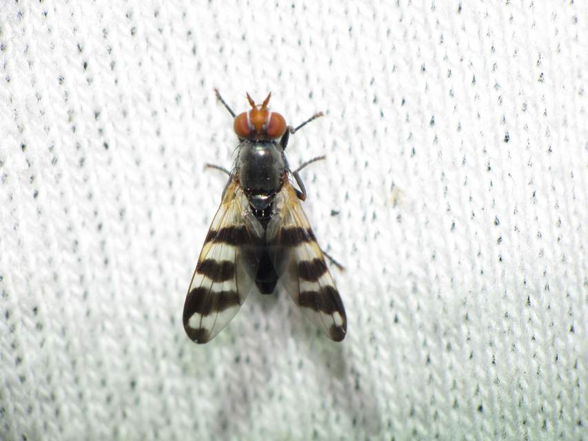 Ceroxys urticae