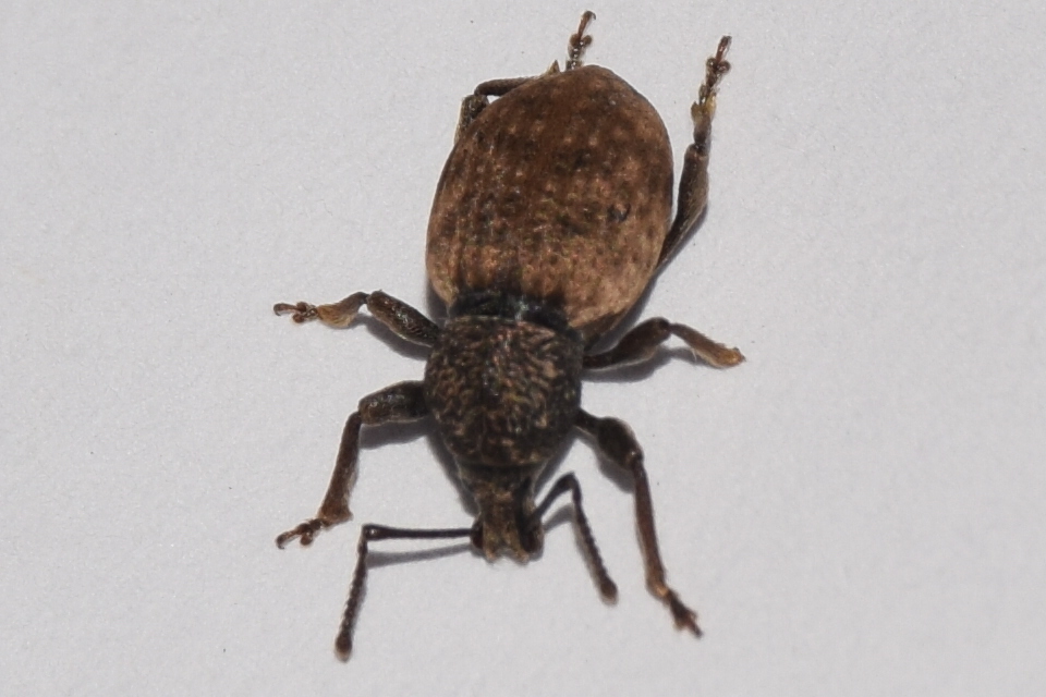 Otiorhynchus raucus - molyhos gyalogormányos