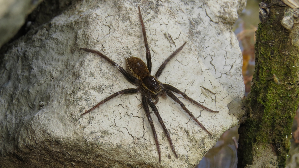 Dolomedes fimbriatus - szegélyes vidrapók