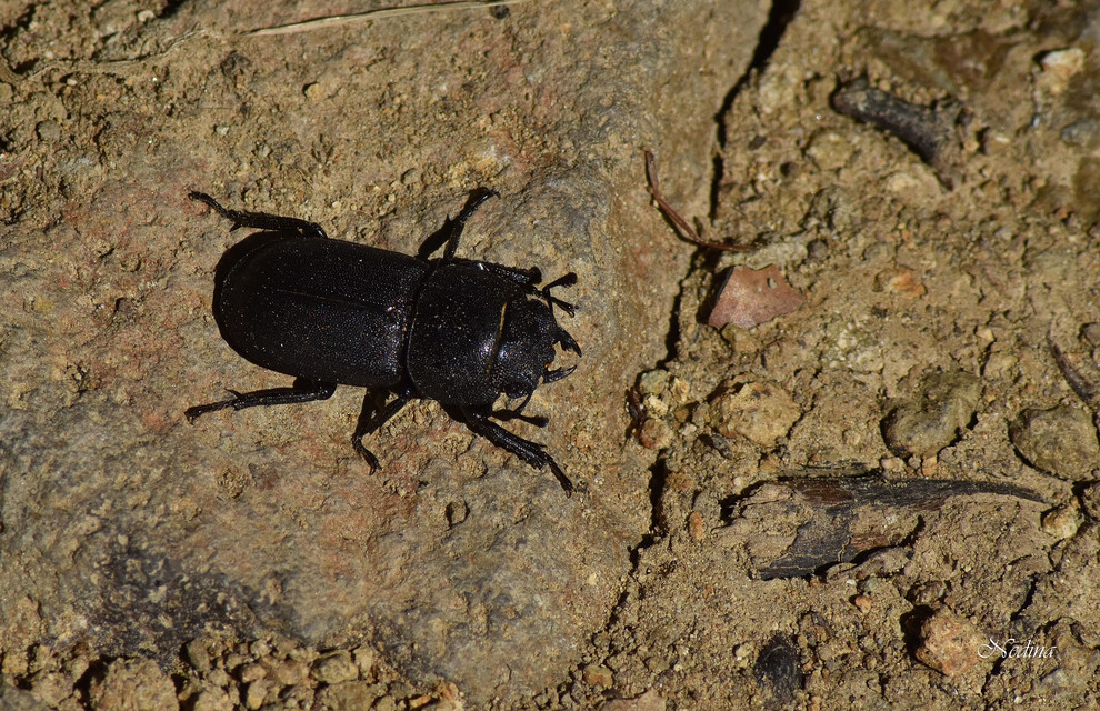 Dorcus parallelipipedus - kis szarvasbogár