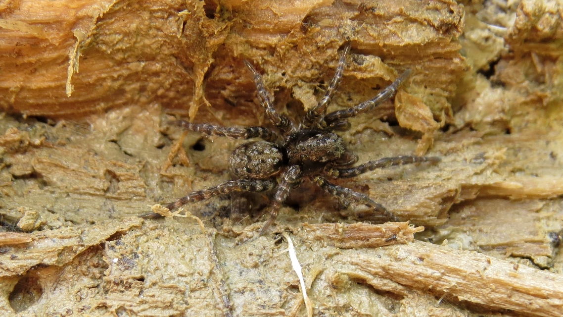 Arctosa leopardus