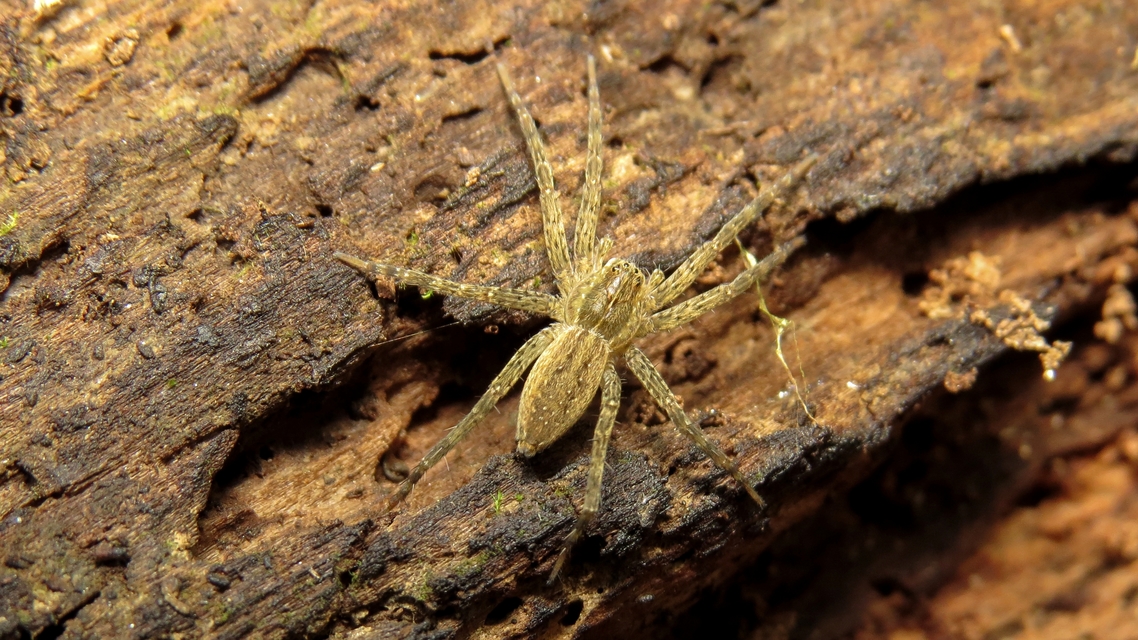 Dolomedes plantarius - parti vidrapók