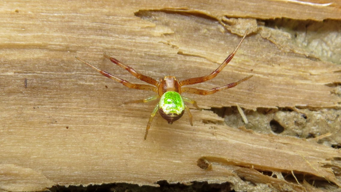 Ebrechtella tricuspidata - alakoskodó karolópók