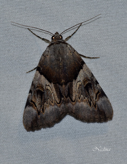 Catocala fulminea - galagonya-övesbagoly
